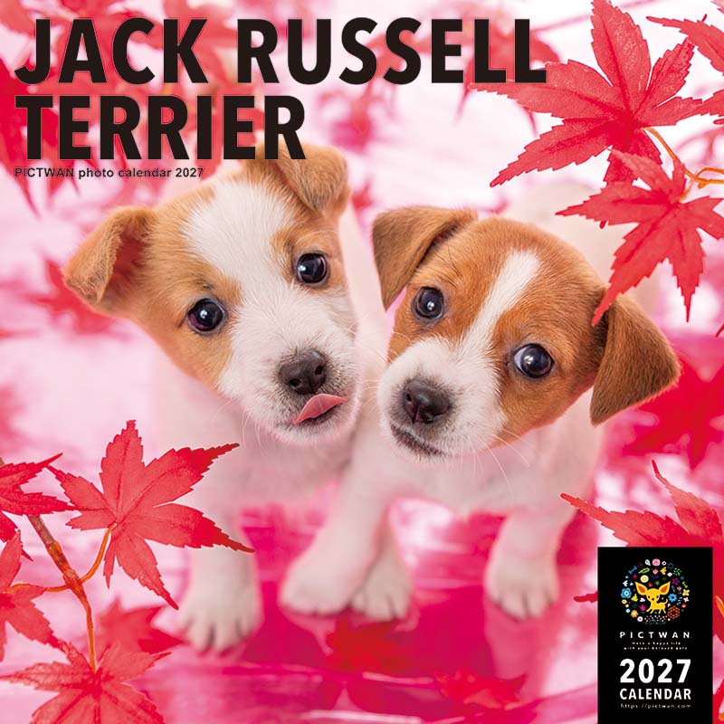 ［公式］PICTWANカレンダー 2027年【L判】ジャック・ラッセル・テリア【送料無料】かわいい 犬 子犬 いぬ 壁掛け 犬種別 カレンダー JRT JACK RUSSELL TERRIER