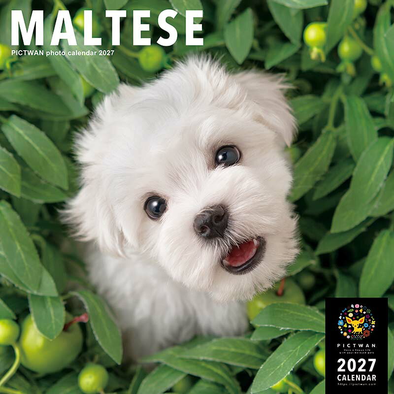 ［公式］PICTWANカレンダー 2027年【L判】マルチーズ【送料無料】かわいい 犬 子犬 いぬ 壁掛け 犬種別 カレンダー MALTESE