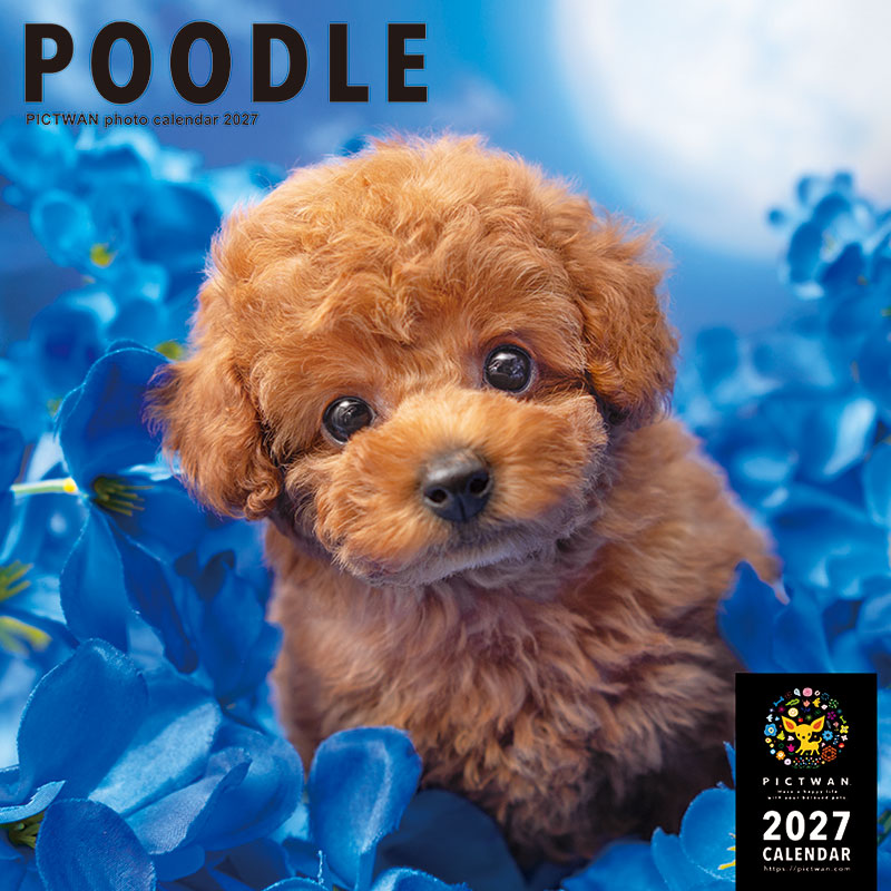 ［公式］PICTWANカレンダー 2027年【L判】プードル【送料無料】かわいい 犬 子犬 いぬ 壁掛け 犬種別 カレンダー トイプードル POODLE
