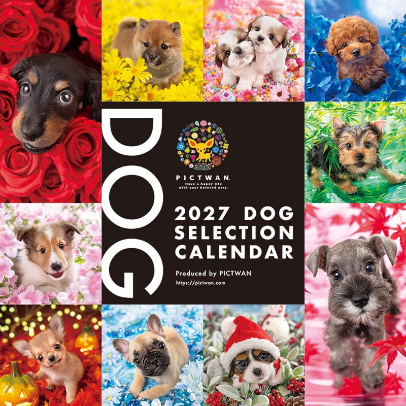 ［公式］PICTWANカレンダー 2027年【L判】ドッグ・セレクション／かわいい 犬 子犬 いぬ 壁掛け 人気犬種 カレンダー