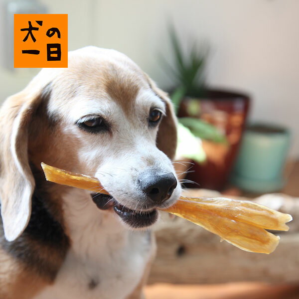 おやつ 犬の一日 みんな探してる人気モノ おやつ 犬の一日 ペット ペットグッズ おやつ 犬の一日 みんな探してる人気モノ おやつ 犬の一日 ペット ペットグッズ