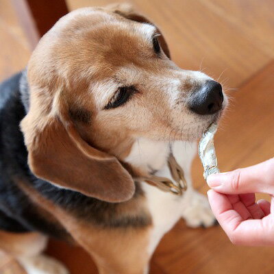 無塩いりこ煮干し50g【お魚系人気No.1！】 犬 おやつ 無添加 国産 犬の一日 手作り 犬おやつ 国産無添加 大分県産 無塩いりこ 無塩 いりこ 煮干し カルシウム 魚 猫 猫おやつ 猫の一日 おうち時間 ペット ペット用品