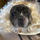 犬猫用 カツラ かつら ウィッグ 女の子用 【 金髪 】 キャップ 帽子変身 かぶりもの ヘアアクセサリー 犬屋