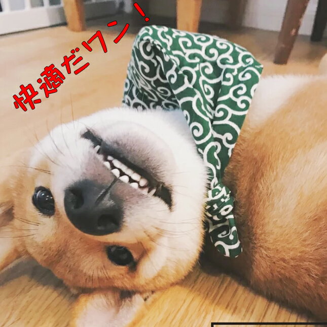 泥棒さん首巻き 極太 ch 唐草模様 唐草レッド クッション 犬 猫 柴犬 小型犬 中型...