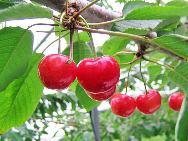 【7月下旬から発送を開始します】 大粒で果肉が硬く緻密で、糖度が高い紅秀峰は、佐藤錦と大粒品種の天香錦を交配選抜した品種で、追熟が比較的ゆっくりしているため、完熟状態で収穫できるさくらんぼです。 収穫期に晴天が続くと、糖度は約20度に達します。 酸味がやや少なく、味に深みがあるため、大変人気の高い品種になりました。 旬の味覚をお取り寄せ。お中元 ギフトにも。 商品の詳細情報 ●商品内容 紅秀峰（L〜2Lサイズ・500g）×4パック(計2kg) 【生産地】北海道(増毛町、旭川市) ●保存のめやす 出荷後、冷蔵5日程度。 ●出荷時期 7月下旬 (生育期の気象条件により、出荷期間が前後する場合があります。) ●お届け時期 7月下旬から発送を開始します。発送開始後は、ご注文受付後4〜7日程度でお届けします。 先払い決済をご利用の場合は、ご入金確認後の発送となります。 ●お届け日時の指定 お届け日、お届け時間帯が指定できます。 ●同梱不可 出荷元直送のため、他の商品との同梱はできません。 ●ギフト包装対応について 生産農園直送のため、ギフト包装対応は行っておりません。化粧箱、発泡ケースでのお届けとなりますのでご了承ください。 熨斗（のし）は、シール対応となります。(名入れは行っておりませんのでご了承ください。) ※サイズ　縦9cm、横5cm ●配送便 チルドゆうパック、冷蔵便◆　紅秀峰の発送期間　◆ 7月20日〜7月31日（天候によって変わります） 　紅秀峰（べにしゅうほう）は、1979年（昭和54年）山形県立園芸試験場で、佐藤錦と天香錦を交配して育成し、1991年（平成3年）に種苗登録した新品種です。　比較的大粒で、果肉が硬く緻密で、晴天が続くと糖度が約20度に達します。　親品種である佐藤錦の糖度が約18度ですから、それよりも2度も上回ることになります。 晴天が続くと糖度が約20度に達する紅秀峰 紅秀峰の開花時期は5月下旬です 　近年、佐藤錦の後に続く品種として増殖が進んでいます。　紅秀峰の最大の特徴は、収穫後の追熟が比較的ゆっくりしているために日持ちが良いことで、完熟状態で収穫できる品種として、脚光を浴びているのです。 　果実の大きさは、8〜10g（L、2L）程度の比較的大玉で、果形は短心臓形。果皮は黄色の地に濃赤色に着色します。 収穫時期は7月20日頃から7月末頃までです 　果肉はクリーム色で、糖度は約20度。酸味がやや少なく、甘味の強い品種です。　早採りすると苦味があるため、樹上で完熟状態にしてから収穫します。　晩成種のため、北海道での収穫時期は、おおむね7月20日頃から31日頃までですが、生育期の天候によっては、7月末にならないと収穫できない年もあります。 一粒ずつ優しく手詰めされていきます 　出荷元の仙北昌洋果樹園は、国定公園「暑寒別・天売・焼尻」の中にある、暑寒別岳（1,492m）の登山口に向かう道の途中にあります。　この地域は、増毛（ましけ）フルーツの里と呼ばれ、日本海に面する温暖な気候下で、さくらんぼやリンゴ、ブドウなどの果樹栽培が盛んです。　出荷シーズンを迎えた7月、仙北果樹園では、約30人の女性たちの手で、品種別に撰果され、一粒ずつ優しく手詰めされていきます。 　さくらんぼは、表皮がセルロース成分で覆われていますが、このセルロースは、水分を通すため、雨にあたると、水分が浸透して果肉部が膨張し、裂果してしまいます。 　東北や北海道が、さくらんぼの主産地となったのは、生育期に雨が少ないためというのが理由ですが、それでも、雨は降ります。 　樹上に屋根を架けるのは、収穫期を控えたさくらんぼを、雨から守るためなのです。 　なお、梅雨の無い北海道は、さくらんぼ栽培の最適地で、生産されたさくらんぼの品質の高さは、全国各地の市場からも高く評価されています。