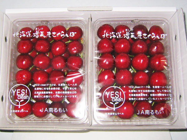 さくらんぼ サミット(2L) 1kg(500g×2)送料無料 北海道増毛産サクランボ生産元直送 出荷期間:7月下旬