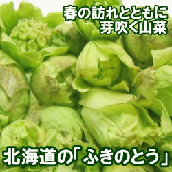 北海道産ふきのとう200g春の山菜【発送期間限定　4月上旬〜中旬】【フキノトウ　蕗の薹】