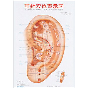 Bc:耳つぼ:耳臨床54例集+臓器/躯体ラミネート+解説冊子/プリント13set 楽天市場】耳針穴位表示図の通販