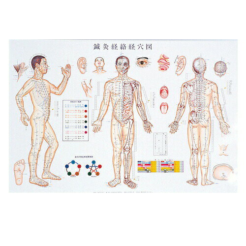 鍼灸経路経穴図 (鍼灸経絡経穴図)(しんきゅうけいらくけいけつず) パネル (SR-413)