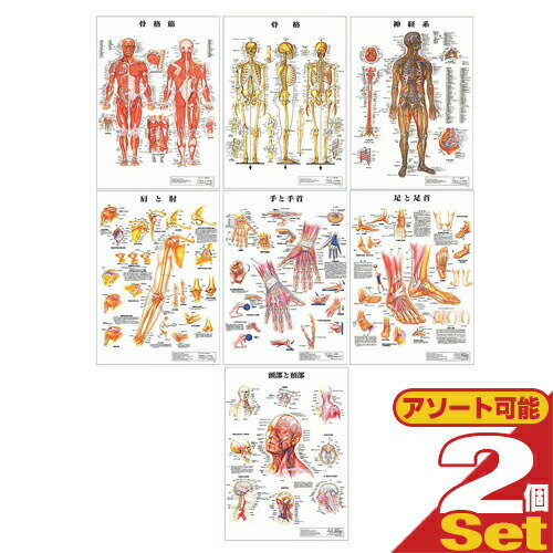 【検査】医道の日本社 人体解剖学チャート ポスター 選べる2枚セット パネルなし