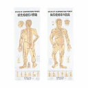 ☆鍼灸経穴図(針灸経穴図)(しんきゅうけいけつず)(2枚 セット) ポスタータイプ (SR-101)(4)
