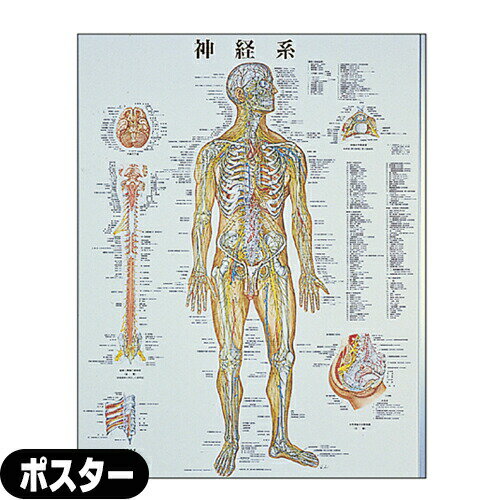 yz㓹̓{ l̉Uw`[g_on |X^[ plȂ(SR-118A) - c86x62cm \ʎdグ̓~l[gHB