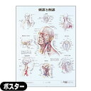 頭部と頸部 ポスター (SR-109A)
