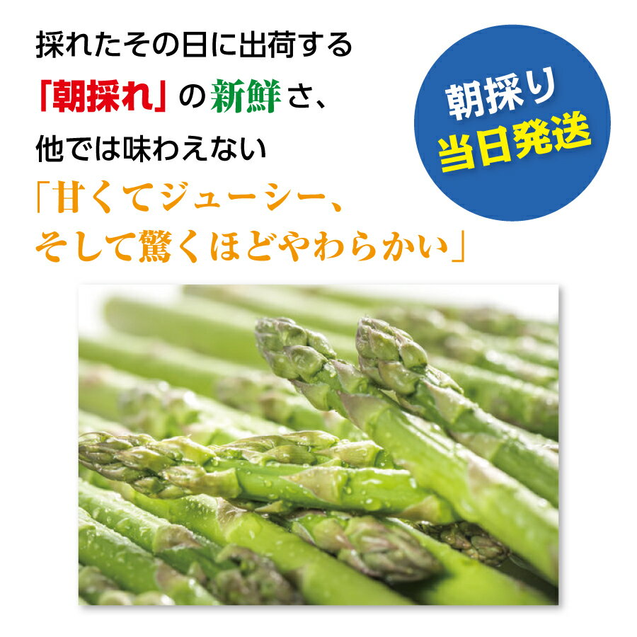 2026年6月上旬～6月下旬発送 北海道 上ノ国町産 寅福菜園 朝採れ 6月限定アスパラ ...