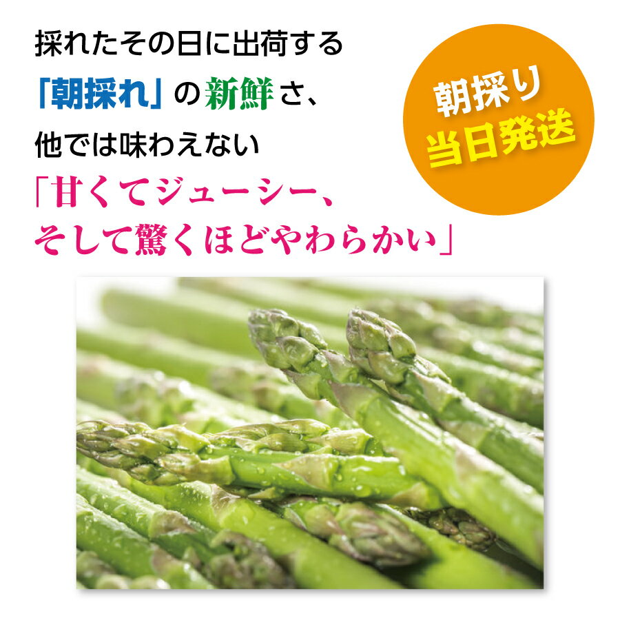 2026年7月上旬～8月下旬発送 北海道 上ノ国町産 寅福菜園 朝採れ 夏アスパラ Lサイ...