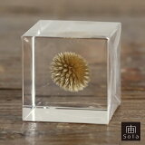 -sola-  sola cube ꥿ޥ 륭塼֥Υͥɥ