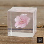 宙-sola- ソラ sola cube sakura カワヅザクラ サクラ 河津桜 ポリエステルキューブウサギノネドコ