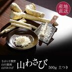 山わさび (北海道産) 西洋わさび 500g 極上の風味を味わう 生の山わさび 農家集団「なまら十勝野」山川農園 生 やまわさび ホースラディッシュ 【送料無料】