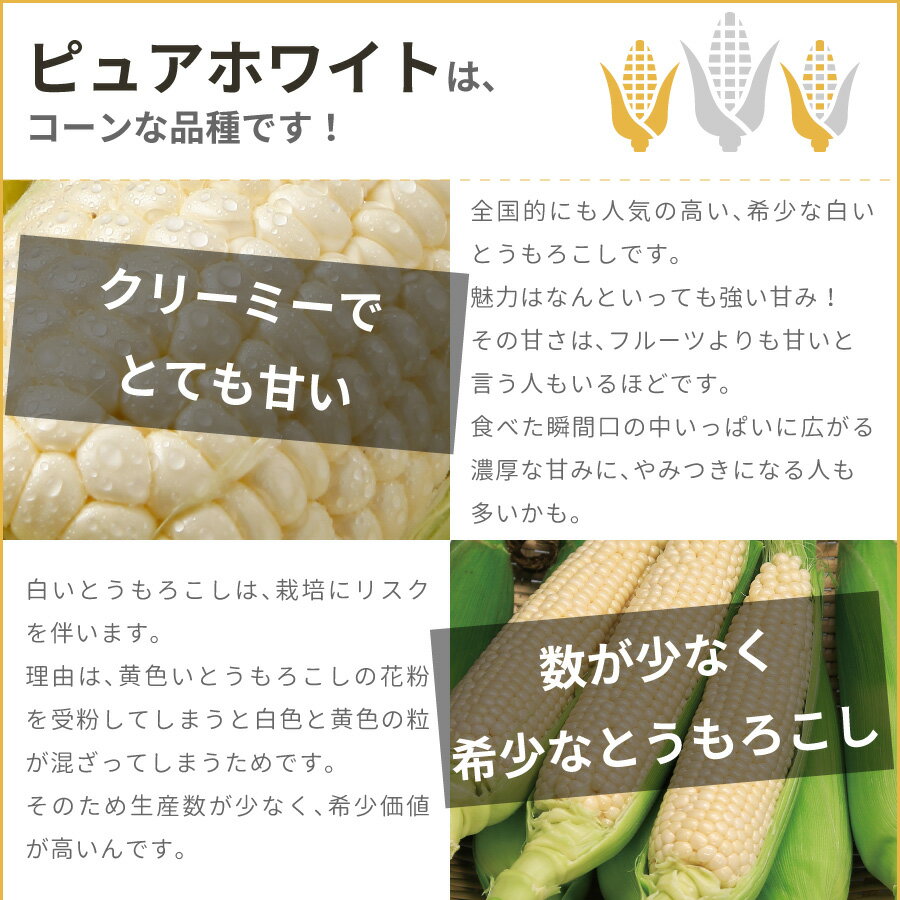 北海道 とうもろこし 2種 10本 ピュアホワイト あまいんです 各5本 お取り寄せ 北...