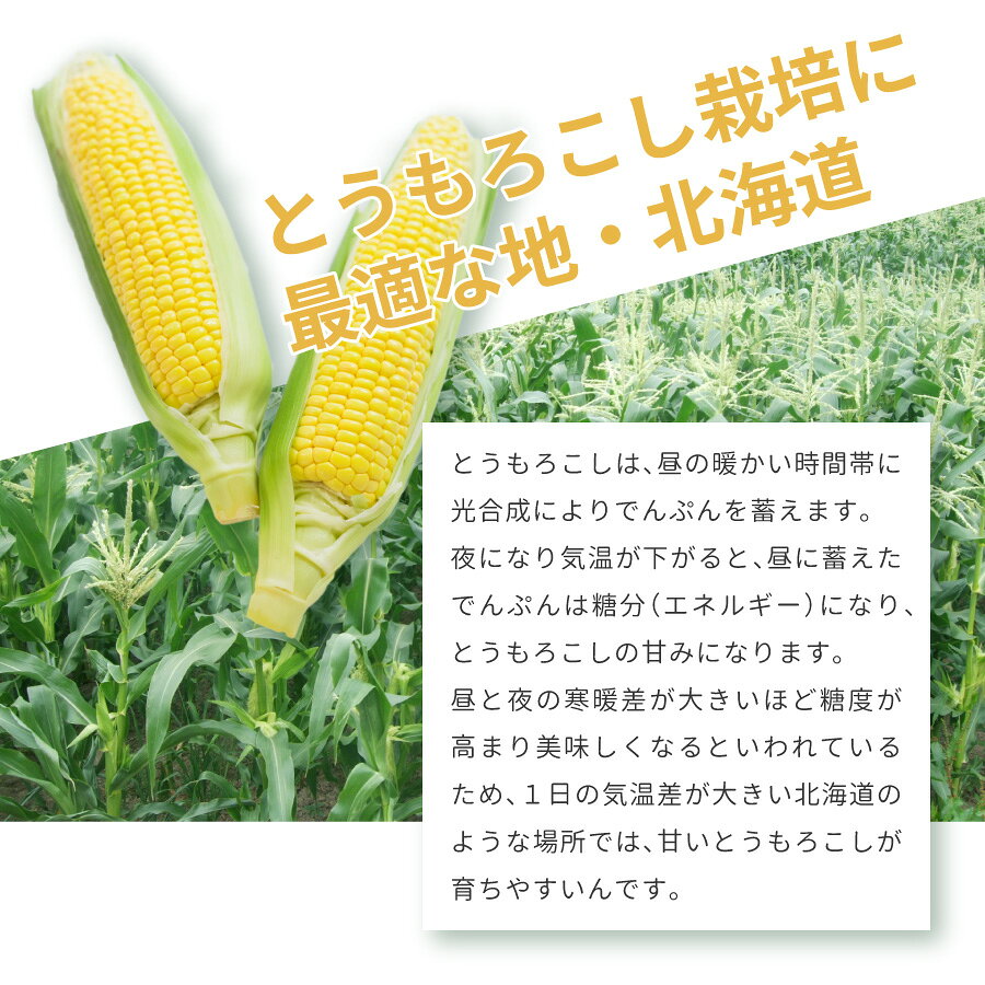 北海道 白い とうもろこし 10本 白い粒皮の中には甘く濃厚な果汁が詰まっています ...