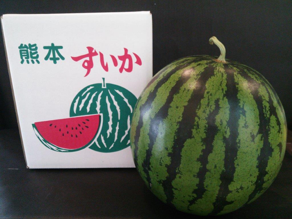 送料無料熊本県産　植木すいか　2Lサイズ（1玉入約7kg）