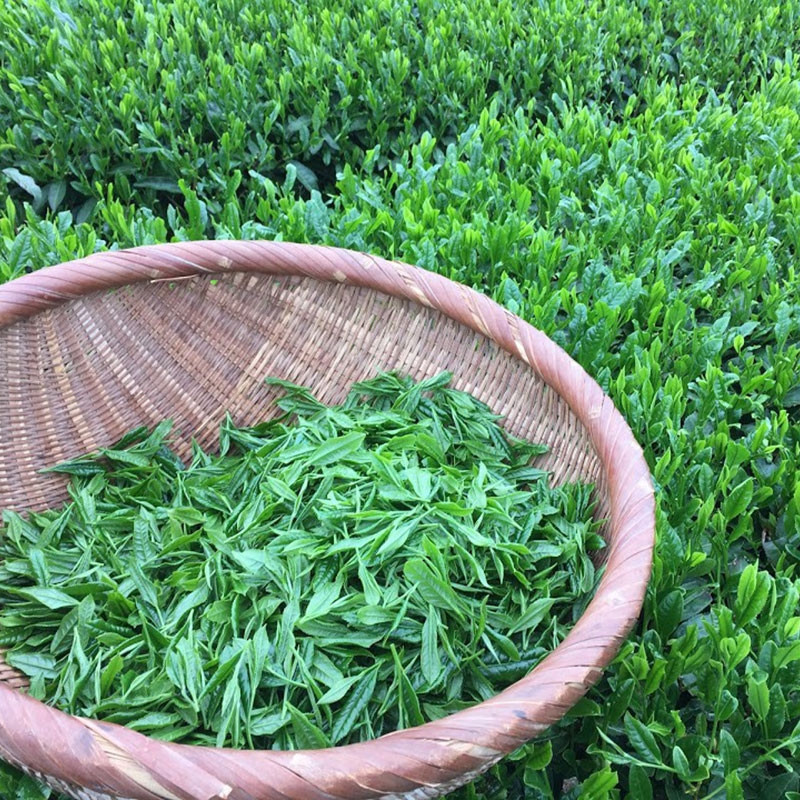 龍緑茶