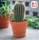 【公式】植木鉢 15号 大型プランター プラスチック ガーデニング 園芸 家庭菜園 プランター 植木 植木鉢 フラワーポット ベランダ 庭 花 華 フラワー【iris_dl】【iris_dl06】