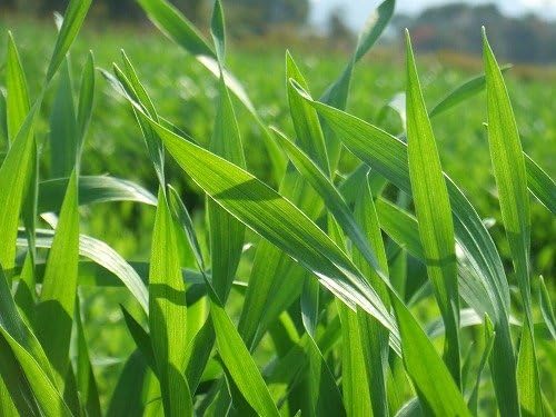 【正規販売店】麦緑素 バーリィグリーン 60スティック×2個 120本 青汁 粉末 スティックタイプ 有機大麦若葉 国産 日本薬品開発 irodoripharmacy-10000169 トータルケアメディック サンプル画像3