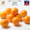 【2026年 予約受付中】「厳選」こだわり金柑 1kgセット 50~60個入り ★産地厳選★【レビュー 特典】贈り物 ギフト プレゼント ありがとう お祝い 内祝い 結婚 誕生日 景品 季節 旬 果物 フルーツ 柑橘 おしゃれ