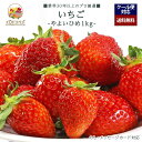 【2026年出荷予定】「厳選」こだわりイチゴ 1kgセット 48〜90個前後 ★埼玉県産 やよいひめ★【レビュー 特典】贈り物 ギフト プレゼント ありがとう ...