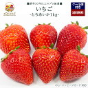 【2026年出荷予定】「厳選」こだわりイチゴ 1kgセット 48〜90個前後 ★栃木県産 とちあいか★【レビュー 特典】贈り物 ギフト プレゼント ありがとう ...