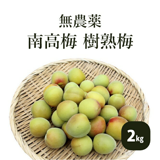 樹熟梅（きじゅくうめ）2kg 無農薬 南高梅 熊野 生梅 手摘み 完熟梅 梅干し 梅酒・梅ジュース用 青梅 紀州 除草剤不使用 彩り屋[予約注文：6月中旬頃から順次発送予定 天候などの都合により収穫が前後することがあります]のサムネイル