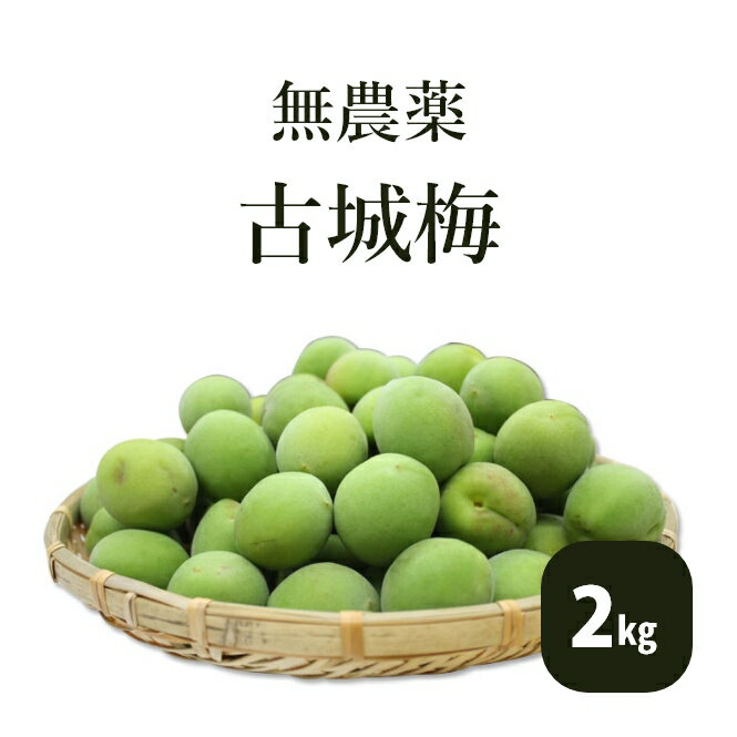古城梅 2kg 梅酒 梅ジュース用 無農薬 青梅 熊野 無化学肥料 生梅 紀州 彩り屋[予約注文：5月下旬頃から順次発送予定 天候などの都合により収穫が前後することがあります]のサムネイル