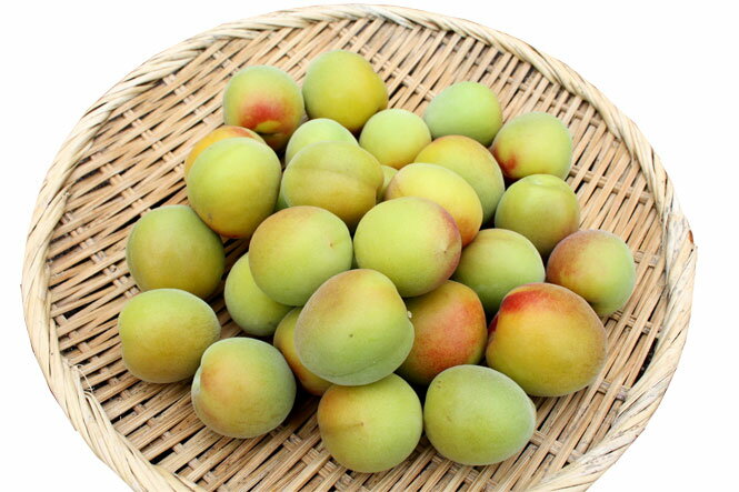 無農薬 南高梅 樹熟梅（きじゅくうめ） 1kg熊野のご褒美手摘み　完熟梅　梅干し 梅酒・梅ジュ...