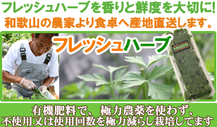 イタリアンパセリ (パースレー) 50g フレッシュハーブ 食用 和歌山県産刻んでスープやサラダ料理のデコレーションにサラダやサンドイッチ、スープ、煮込み料理に幅広く使えます 彩り屋