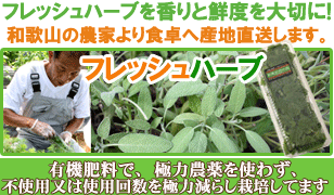 ルッコラ（品種：セルバチコ） フレッシュハーブ 15g 食用 和歌山県産サラダがオススメ。トマトやチーズとの相性も良く、パスタやピザなどイタリア料理に使われています 彩り屋