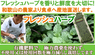 ���ڥ��ߥ�� 15g �ե�å���ϡ��� ���� �²λ������ϡ��֥ƥ�������������ǥ��������ξ���ˡ��֤䤫�ե졼�С����������塼�֤� �̤결