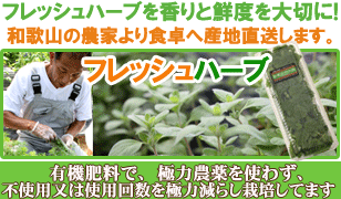 スイートマジョラム 15g フレッシュハーブ 食用 和歌山県産肉の臭い消し、風味づけ...