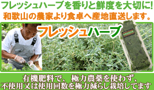 タイム 50g フレッシュハーブ 食用 和歌山県産刻んで肉にまぶして焼いたり、魚に詰めて焼くなど風味づけに肉や魚のロースト、煮込み料理によく使われます 彩り屋