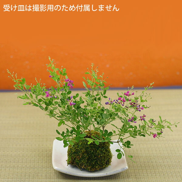 屋久島萩（ヤクシマハギ）苔玉盆栽