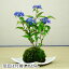 【母の日】山アジサイ（紫陽花）藍姫（あいひめ）苔玉盆栽【5月中旬から6月上旬頃開花】【数量限定・送料無料】【お皿は付属しません】