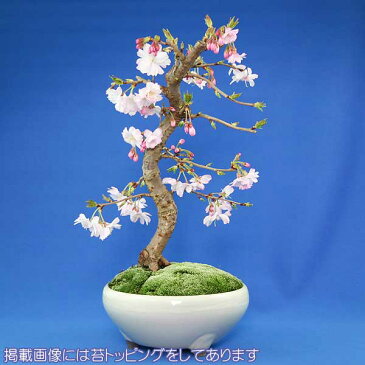 十月桜 盆栽（本格盆栽仕立て）【秋と春に開花する品種】【送料無料】