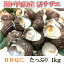 活サザエ 1kg 瀬戸内海産 国産さざえ/生/活/つぼ焼き/バーベキュー用