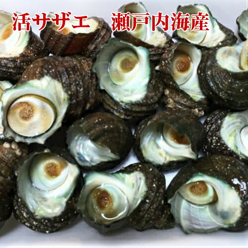 活サザエ 1kg　瀬戸内海産　国産さざえ 活 さざえ つぼ焼き バーベキュー用 鮮魚 貝 国産貝 活貝 砂抜き貝