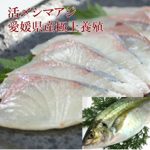 活〆シマアジ一匹1.2kg〜1.3kg【送料無料】しまあじ 刺身 シマアジ 縞鯵 鮮魚 しまあじ お中元 酒肴 刺..