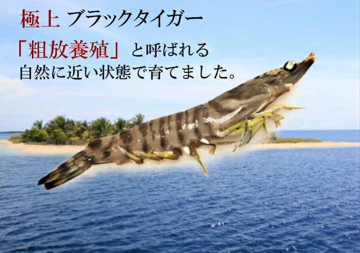 冷凍エビ 特大エビ 900g約27尾 ブラックタイガー お歳暮 送料無料 えび ギフト 冷凍えび エビ 特大 海老 エビフライ 車エビ科 保存食 海老 海老フライ 冷凍食品 業務用エビ 贈答品 魚 海産物 お取り寄せグルメ