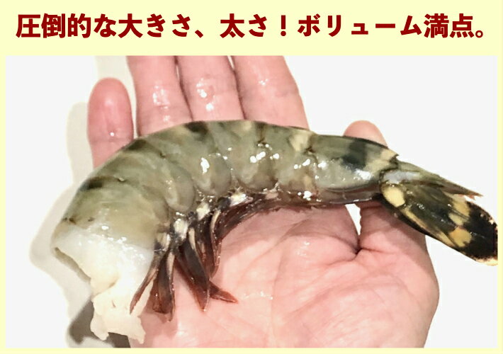 特大エビ えび 1.8kg 約30尾 送料無料 冷凍エビ 冷凍えび エビ 海老 特大 ブラックタイガー ギフト 大きい海老 エビフライ 海老フライ えびフライ 業務用 海老天ぷら ギフト 保存食 惣菜 バーベキュー インドネシア 海老チリ