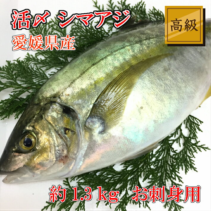 活〆シマアジ一匹1.2kg〜1.3kg【送料無料】しまあじ 刺身 シマアジ 縞鯵 鮮魚 しまあじ お中元 酒肴 刺身用 国産 活魚 寿司用 お取り寄せグルメ ギフト お歳暮 愛媛養殖 縞鰺 2