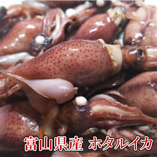 【 茹でほたるいか 富山県 ほたるいか 辛子酢味噌付き】 ホタルイカ 期間限定 新物 蛍いか 蛍烏賊 酒つまみ ボイルほたるいか 総菜 浜ゆで ほたるイカ 産地直送 ホタルイカ お取り寄せグルメ 新物