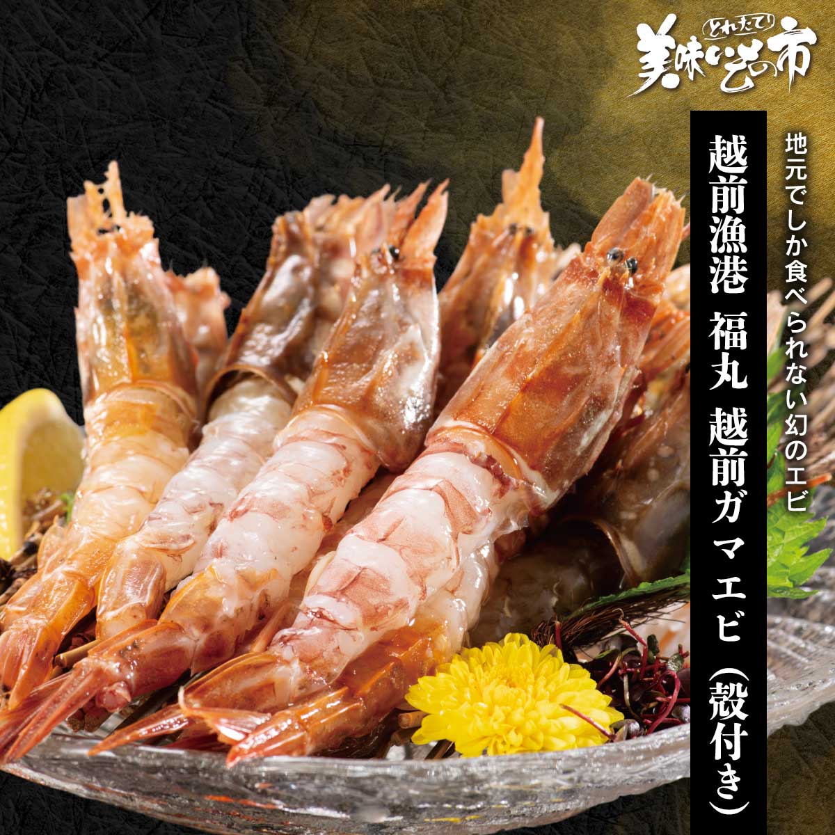 越前漁港 福丸 越前ガマエビ(殻付き)「ねこぶだし」でおなじみ「とれたて！美味いもの市」から登場